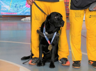 CPB e instituto catarinense abrem programa para adoção de cães-guias